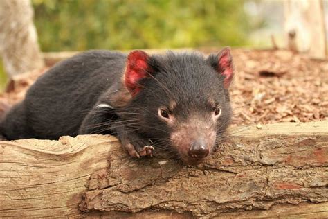 amazing facts   tasmanian devil bonorong wildlife sanctuary