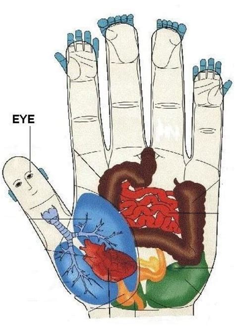 Acupressure Treatment Acupressure Points Hand Therapy Massage