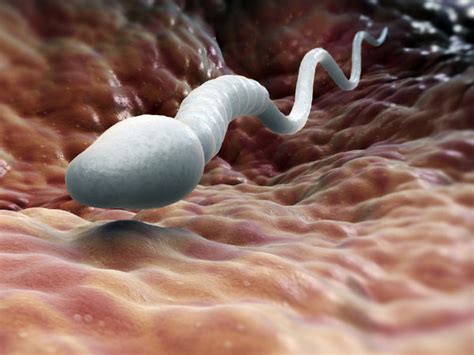 how long can sperm live can sperm survive after 3 days