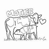 Cow Coloring Calf Mother Pages Baby Printable Ones Little Print sketch template