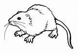 Szczur Kolorowanki Bestcoloringpagesforkids Kleurplaten Afdrukbare Ratos sketch template