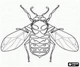 Hornet Coloring Pages Preschool Insects Printable Kids Pages2color Bee Beautiful Designlooter Fun sketch template
