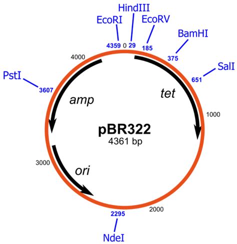 reading plasmid maps  easy guide  beginners