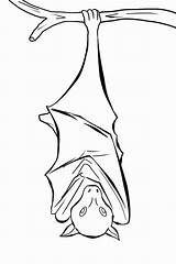 Bat Coloring Sleeping Upside Bats Down Pages Drawing Template Fruit Minnesota Twins Hanging Color Clipart Kids Printable Getcolorings Print Getdrawings sketch template