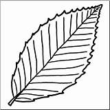 Beech Leaf Clip Drawing Getdrawings sketch template