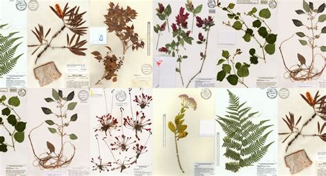 herbarium research news