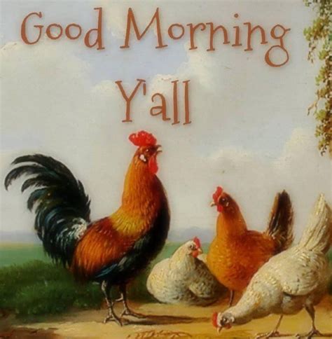 Pin By Terri Manthei On Chicken Pictures Cute Chicken Sayings Good