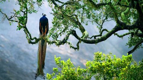 wallpaper trees birds animals sky peacock branch wildlife