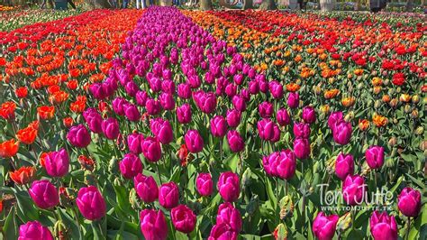 flowers   keukenhof gardens lisse netherlands  flickr