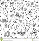 Bunch Vector Tilia Bract Linden Seamless Basswood Ornate Leaf Outline Fruit Flower Pattern Preview sketch template