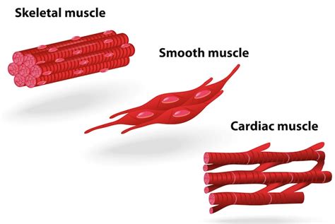 muscle tissue  types  muscle tissue