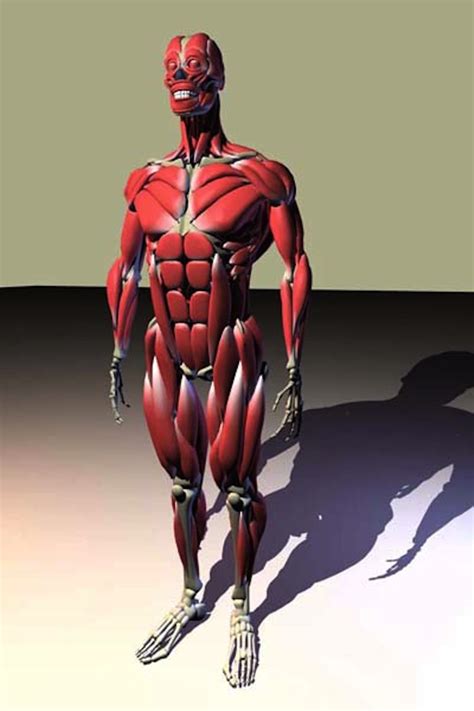 human body muscles  model   models
