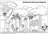 Coloring Forest Rainforest Drawing Ecosystem Tropical Trees Pages Rain Animals Jungle Amazon Kids Color Labels Drawings Print Clipart School Rainforests sketch template