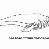 Whale Coloring Sperm Wally Blue sketch template