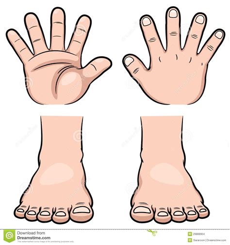 handen en voeten google zoeken lichaamsdelen lichaam het lichaam
