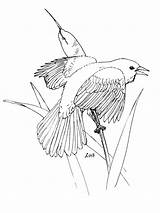 Coloring Pages Blackbird Red Winged Birds Waxwing Cedar Printable Thrush Drawing Categories sketch template