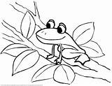 Frog Frogs Frosch Ausmalbilder Bestcoloringpagesforkids Sapos Ranas Mewarnai Kumpulan Bagus Anjing Chachipedia Coloringhome sketch template