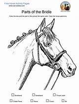 Bridle Stables Saddle sketch template