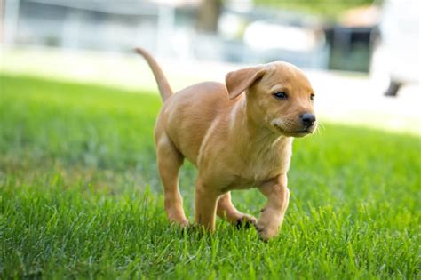dachshund lab mix  fun facts     perfect dog breeds