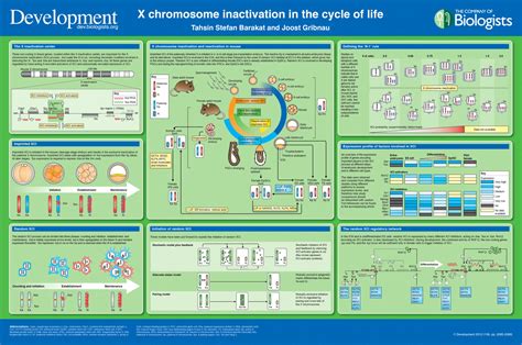 X Chromosome Inactivation In The Cycle Of Life Development
