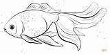 Goldfish Coloring Oranda Drawing Template Fish Pages Guppy Poisson Rouge Draw Sketch Printable Coloriage Kids Supercoloring Drawings Step Tutorials Imprimer sketch template