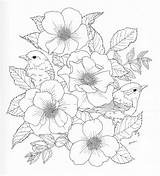 Coloring Pages Adult Birds Book Flowers Choose Board Flower Bird Colouring Garden State sketch template