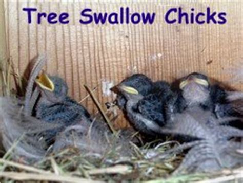 tree swallow birdhouse plans  woodworking