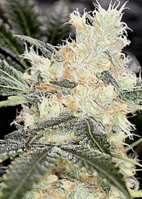 pit boss strain info pit boss weed  sincity seeds growdiaries