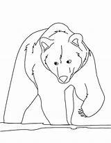 Bear Coloring Pages Brown Hungry Face Getcolorings sketch template