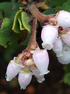 Afbeeldingsresultaten voor "conchoecia Glandulosa". Grootte: 138 x 185. Bron: www.calflora.org