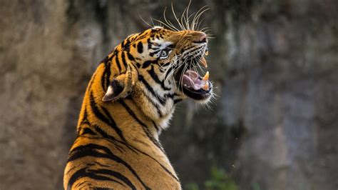 Tiger 4K Wallpapers | HD Wallpapers | ID #23925