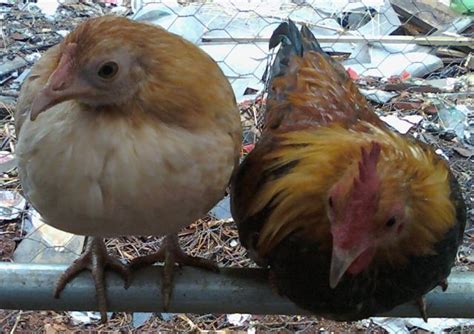 Bantam Pictures Backyard Chickens