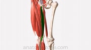 Afbeeldingsresultaten voor "antipathes Gracilis". Grootte: 179 x 98. Bron: anatomyzone.com