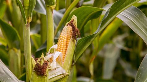 maize agricultural solutions
