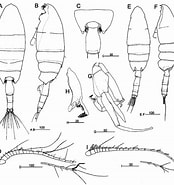 Afbeeldingsresultaten voor "paraeuchaeta Exigua". Grootte: 174 x 185. Bron: copepodes.obs-banyuls.fr