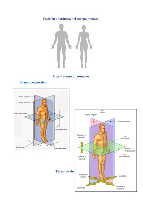 posiciones anatomicas del cuerpo humano