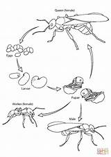 Cycle Life Ant Coloring Pages Drawing Printable Categories sketch template