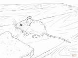 Coloring Mouse Pages Harvest Wood Drawing Drawings sketch template