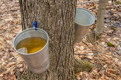 ways  eat maple syrup straight   tree tree journey