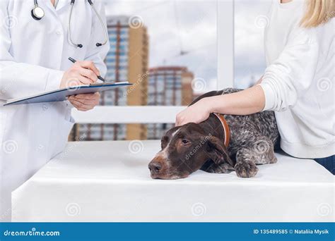 vet  making  prescription   dog stock image image  hold