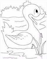 Kleurplaten Vogels Afdrukbare sketch template