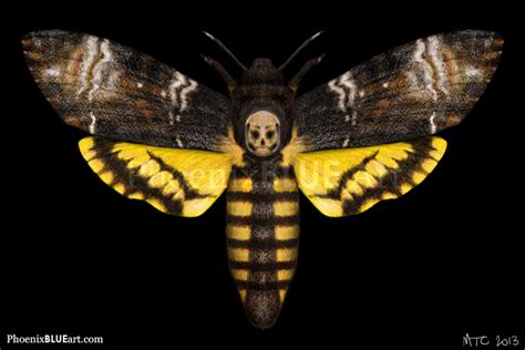 ςħμłł♚° Death S Head Hawk Moth Minecraft Skin