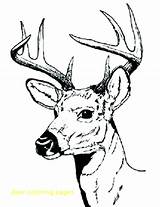 Deer Coloring Pages Hunting Buck Male Bucks Print Drawing Antler Color Printable Drawings Sharp Hartshorn Sun Clipartbest Getcolorings Top Clipart sketch template