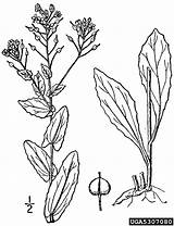 Mustard Plant Coloring Lepidium Seed Hoary Cress Template sketch template