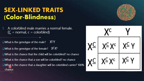 Sex Linked Traits Color Blindness With Punnett Square Youtube