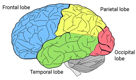 Parietal Lobe Function Location Structure And Related