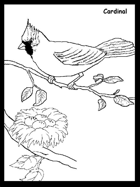 cardinal coloring pages printable coloring home