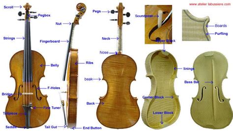 violin parts  anatomy