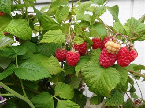 ideas  raspberry shortcake plant  recipes