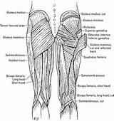 Muscles Thigh Gluteal Anatomy Anterior Dummies Muscle Posterior Gluteus Maximus Line Ilium Originates Wiley sketch template